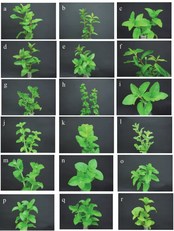 Fig. 1. Plant materials.