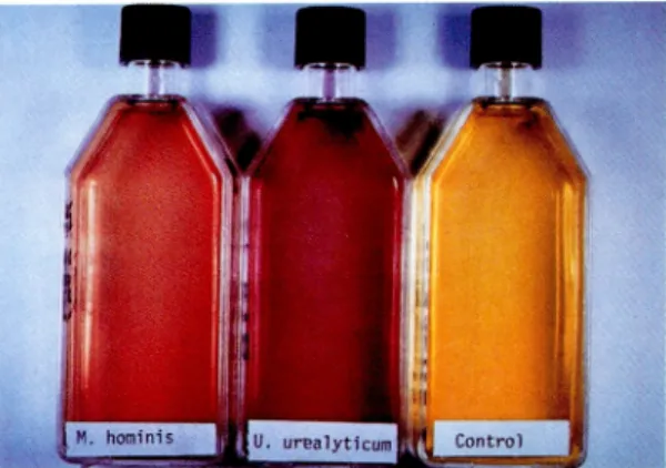 Fig.  1  Decrease  of  pH  of  Mycotrim-GUTM  medium 48  hours  after  inoculum  of  M