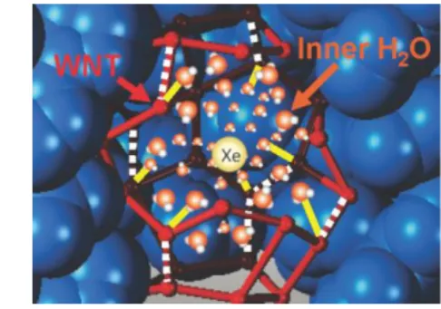 Figure 7. Schematic illustration of Xe surrounded by H 2 O molecules in WNT. White  dotted lines indicate that the original hydrogen bond in WNT is broken owing to the  formation of hydrogen bonds between inner H 2 O and WNT (yellow lines)