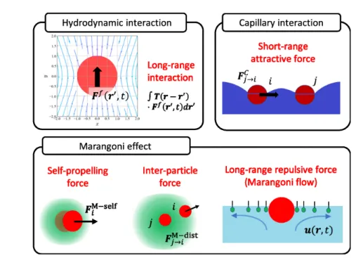Fig. 2.1 In our model, we consider following physical mechanisms; (1) Long-range hydrodynamic interaction (RPY type mobility tensor [90, 91] with mirror image method [92] applied), (2) short-range attractive force caused by capillary interaction [80], (3) 