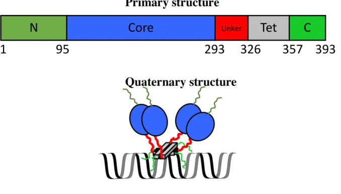 Fig. 1-2. Primary and quaternary structures of p53. Dark green, blue, red, grey, and light green  represent the disordered N-terminal, core, disordered linker, tetramerization, and C-terminal domains,  respectively