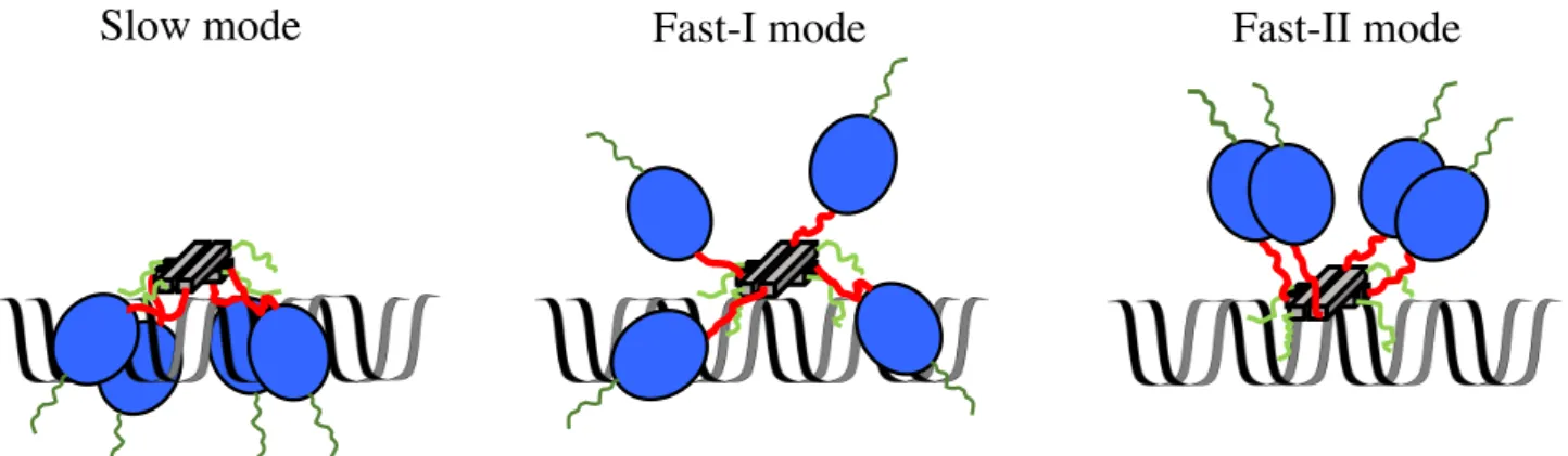 Fig. 1-3. Different sliding modes of p53. Dark green, blue, red, grey, and light green represent the  disordered  N-terminal,  core,  disordered  linker,  tetramerization,  and  C-terminal  domain,  respectively
