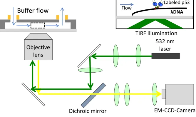 Fig. 2-3. Experimental setup of single-molecule fluorescence microscopy 