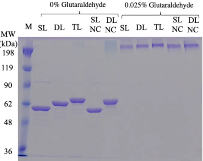 Fig.  2-4  SDS-PAGE  analysis  of  p53  samples  in  the  absence  (0%)  and  presence  of  0.025% 