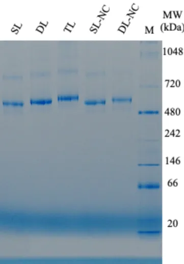 Fig. 2-5. Blue native-PAGE analysis of p53 samples. M denotes molecular weight markers 
