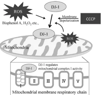 Fig. 3. Proposed Model of Mitochondrial Translocation of DJ-1