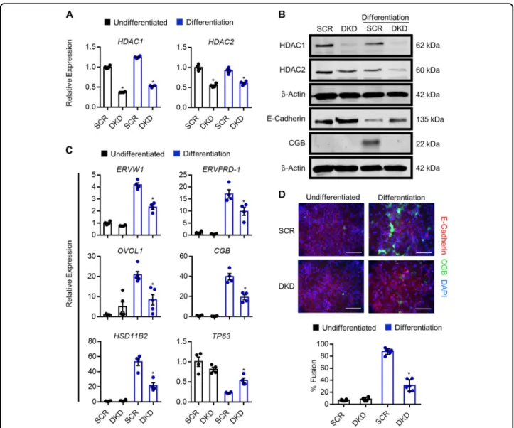 Fig. 7 Knockdown of HDAC1 and HDAC2 inhibits syncytiotrophoblast development. a Expression of HDAC1 and HDAC2 in BeWo trophoblasts expressing control (scrambled, SCR) shRNA or shRNAs targeting HDAC1 and HDAC2 (double knockdown, DKD) cultured in undifferent