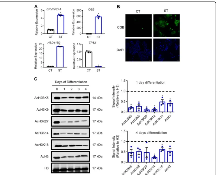 Fig. 2 Reduced histone acetylation during syncytialization of human trophoblast stem cells