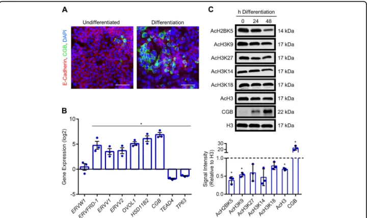 Fig. 3 Reduced histone acetylation during syncytialization of BeWo trophoblasts. a Representative immuno ﬂ uorescent images depicting E-cadherin and CGB expression in BeWo trophoblasts cultured in undifferentiated and differentiation conditions