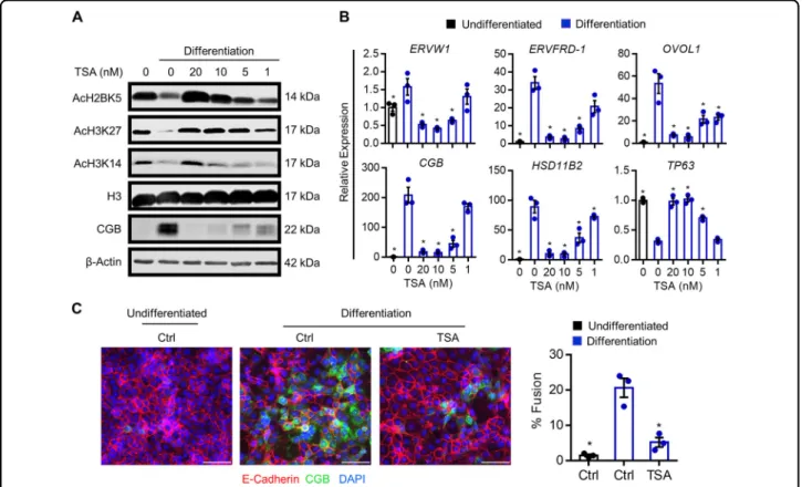 Fig. 5 Effect of HDAC inhibition on histone acetylation and syncytiotrophoblast development