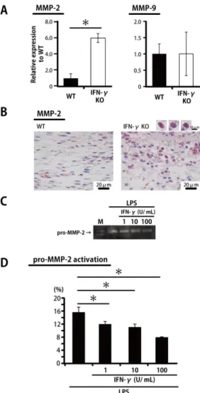 Figure  3.  IFN-γ  leads  to  inhibited  MMP-2  activation.  (A)  Real-time  PCR  was  performed  to  detect  MMP-2  and  MMP-9  mRNA  isolated  from  the  wound