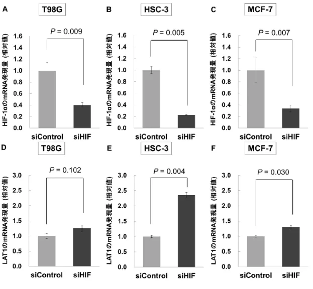 図 9.  siRNA による HIF-1αのノックダウン効果 