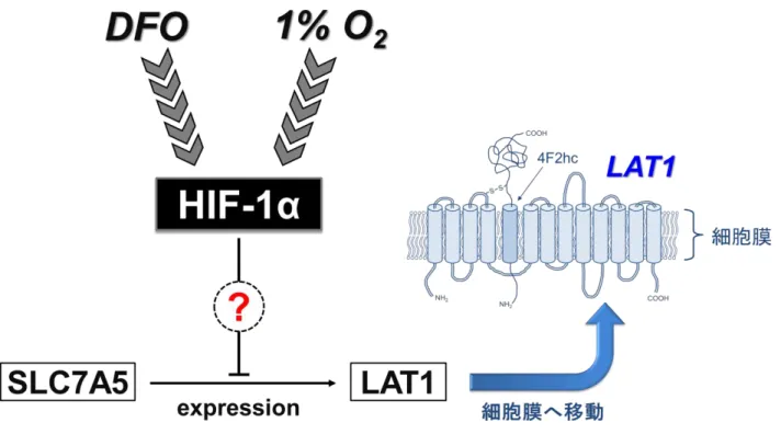 図 12. HIF-1α の蓄積と LAT1 の発現低下のメカニズム