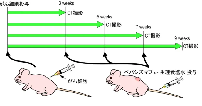 図 3 担がんマウスの作製と実験計画