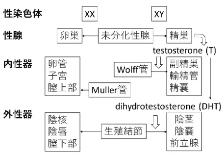 図 2.  アンドロゲン受容体 