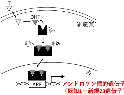 図 10.  本研究で明らかにした知見 