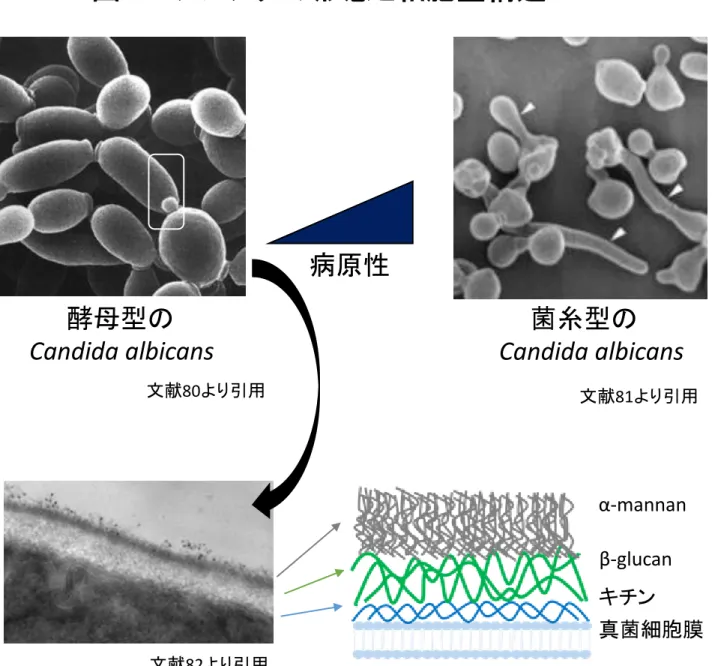 図 2 カンジダの形態と細胞壁構造 酵母型の Candida albicans 菌糸型の Candida albicans 真菌細胞膜キチンβ-glucanα-mannan 文献 82 より引用 文献 81 より引用病原性文献80より引用