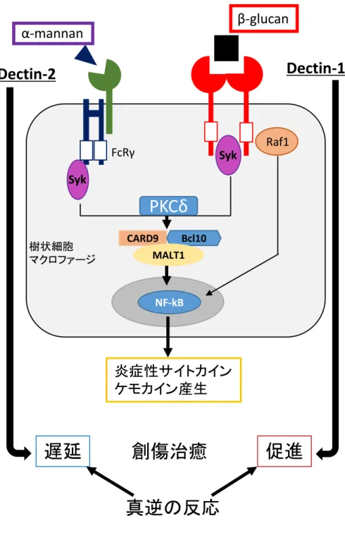 図 3 C 型レクチン受容体と創傷治癒 樹状細胞 マクロファージα-mannanDectin-2 β-glucan Dectin-1SykRaf1SykFcRγCARD9Bcl10MALT1 NF-kB 炎症性サイトカイン ケモカイン産生 創傷治癒遅延 促進 真逆の反応PKCδ