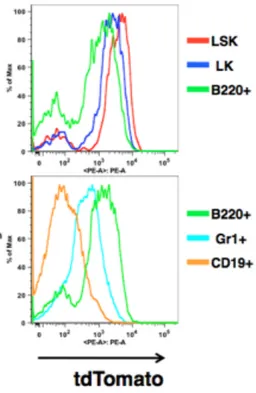 図 2. 3q21q26-tdTomato レポーターマウスは G2DHE による EVI1 遺伝子 の発現をモニターできている 