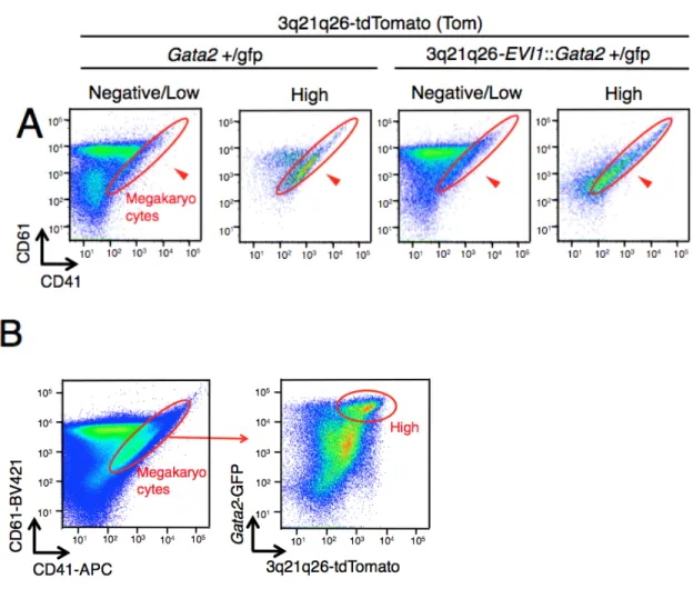 図 5.  Gata2 +/gfp ::  Tom マウス、 3q21q26-EVI1::Gata2 +/gfp ::Tom マウス共 に、 High 細胞群には巨核球 (CD41+CD61+) が濃縮されている