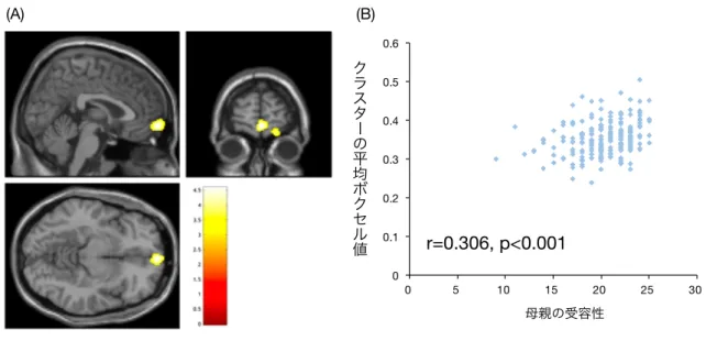 図 4.  ⺟親の受容性と右前頭極の灰⽩質体積の相関  （A）灰⽩質体積が⺟親の受容性の得点と有意な正相関を⽰す領域。冠状断⾯画像の 右側、体軸断⾯画像の下側は実際の脳の右側を指す。 カラースケールはピークボクセ ルのT値を⽰す。  （B）⺟親の受容性の得点と右前頭極の灰⽩質体積の相関を表した散布図。 (A)(B)00.10.20.30.40.50.60 5 10 15 20  25  30 母親の受容性クラスターの平均ボクセル値r=0.306, p<0.001
