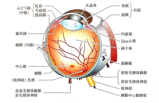 図 1  眼球の構造 