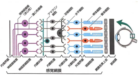 図 2  網膜の構造と細胞 