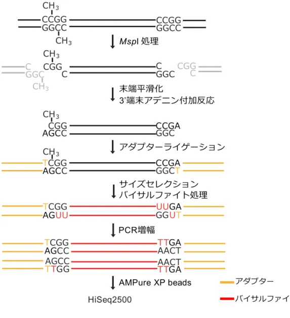図 2 RRBS 法の概略  