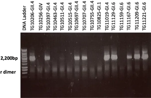 Figure 4. Part of the conventional PCR result visualized by electrophoresis on 1% 