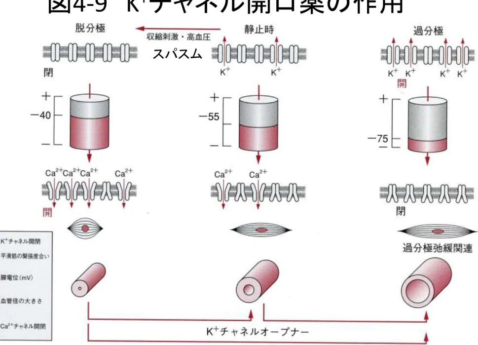 図 4-9 K + チャネル開口薬の作用