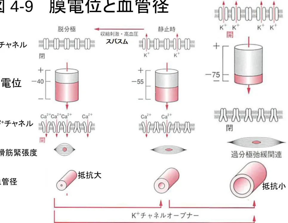 図  4-9 膜電位と血管径 K + チャネル Ca 2+ チャネル膜電位 平滑筋緊張度  血管径  抵抗大 抵抗小 