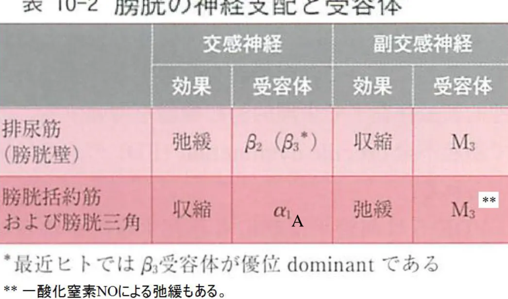 表 10-2   膀胱の神経支配と受容体