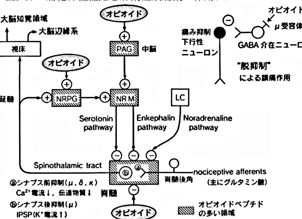 図 3-59   痛覚神経経路と麻薬性鎮痛薬の作用メカニズム