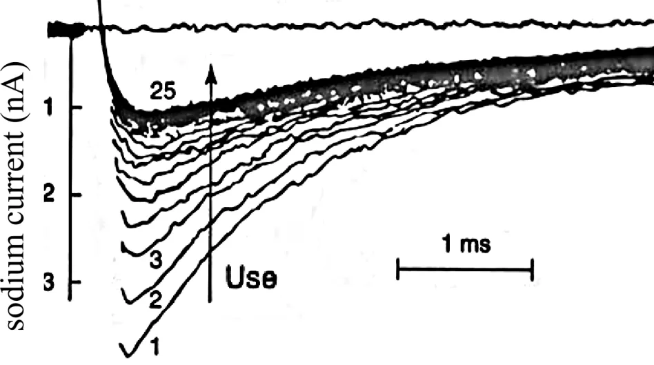 Figure 26-1. Effect of repetitive activity on the block of sodium  current produced  by a local anesthetic in a myelinated axon