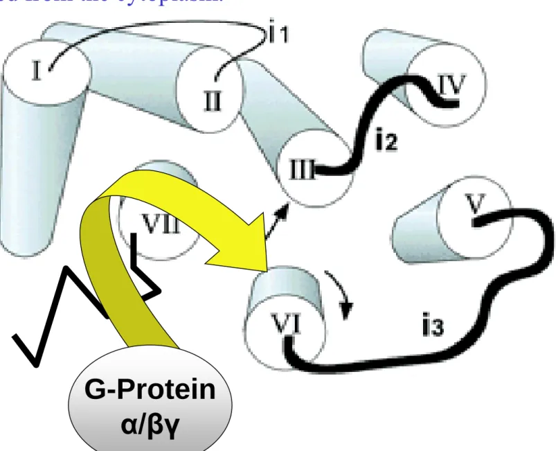 Illustration of the central core of rhodopsin.  The core is  viewed from the cytoplasm