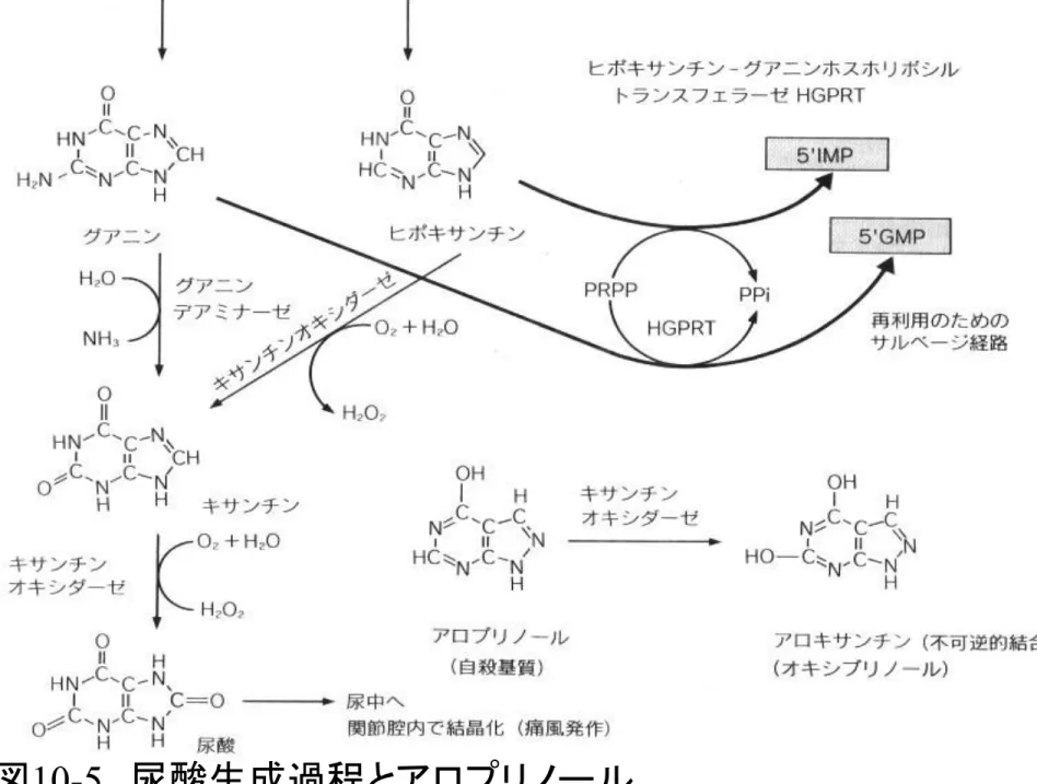 図 10-5   尿酸生成過程とアロプリノール