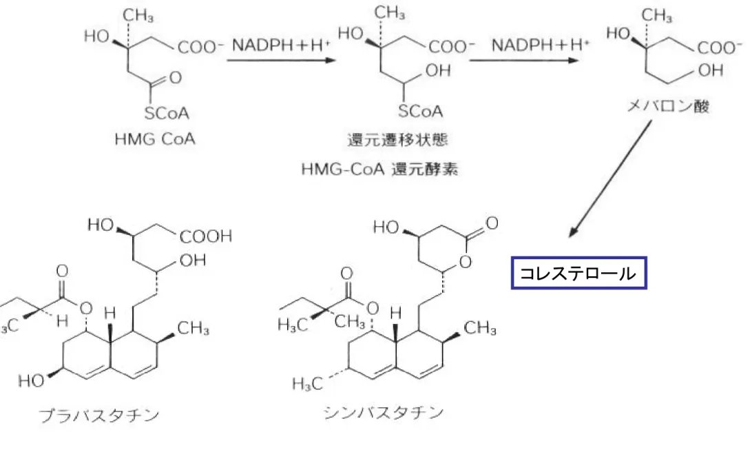 図 9-22 HMG-CoA 還元酵素阻害薬とコレステロール代謝