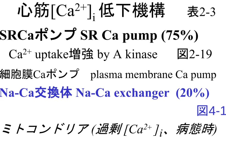 図 4-16 ミトコンドリア ( 過剰 [Ca 2 +  ] i 、病態時 )