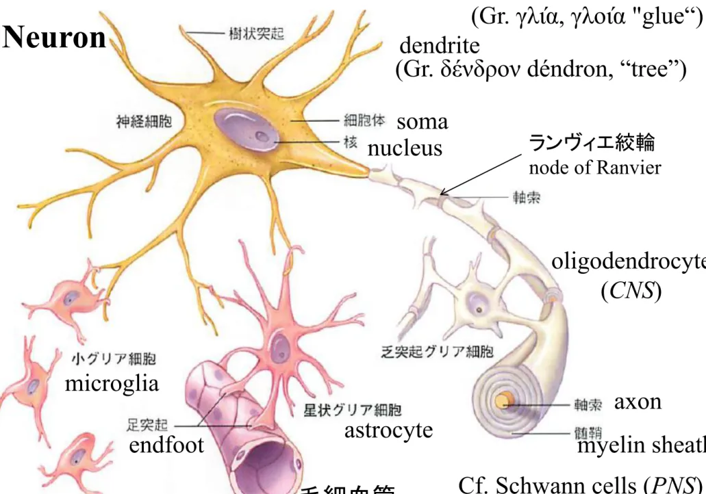 図 4.7  神経細胞とグリア細胞 Neuron  Cf. Schwann cells (PNS)  astrocyte microglia  oligodendrocyte (CNS) dendrite axon Neuroglia, Glia               (Gr