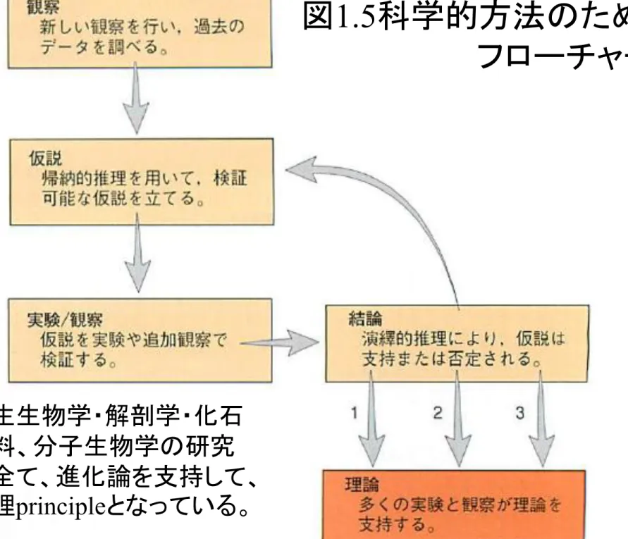 図 1.5 科学的方法のための フローチャート 発生生物学・解剖学・化石 資料、分子生物学の研究 は全て、進化論を支持して、 原理 principle となっている。