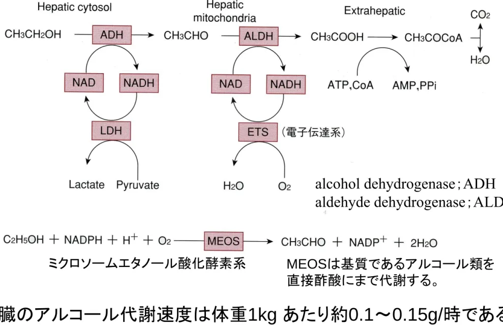 図 3-66   エタノールの代謝経路