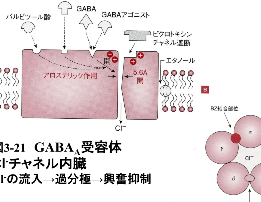 図 3-21 GABA A 受容体 Cl - チャネル内臓