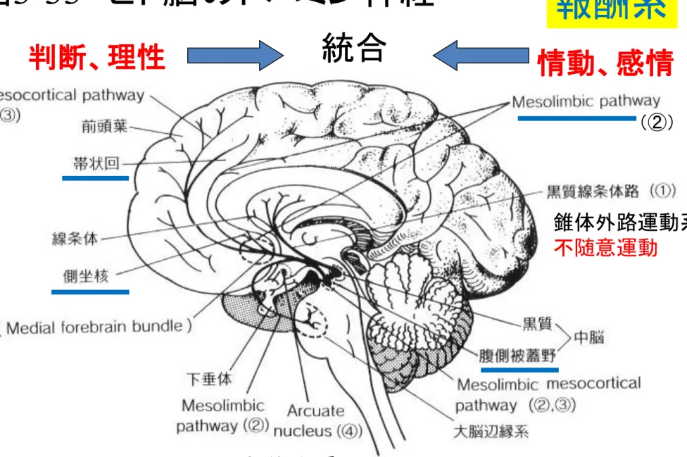 図 3-33   ヒト脳のドパミン神経 情動、感情判断、理性 錐体外路運動系 不随意運動 内分泌系 統合 （②） 報酬系