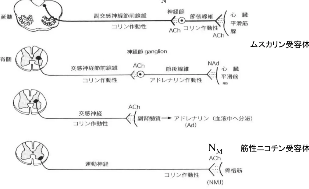 図 3-4   末梢神経系の神経伝達物質とその神経ネットワークNM NN  ムスカリン受容体神経性ニコチン受容体筋性ニコチン受容体