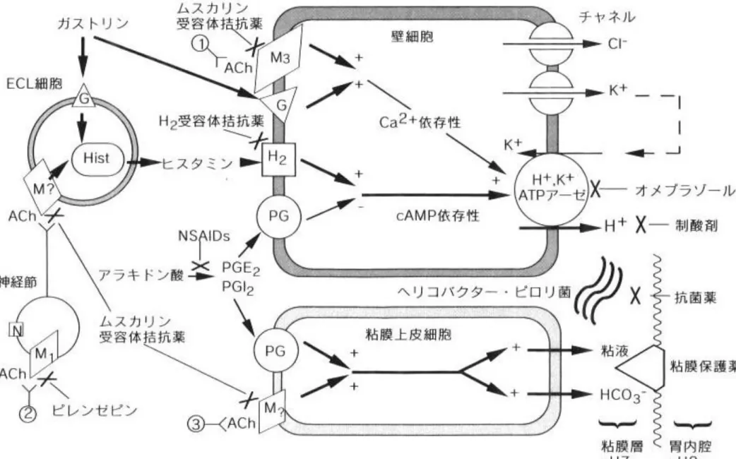 図 7-1   胃液分泌の調節と消化性潰瘍の治療の基礎 無胃村
