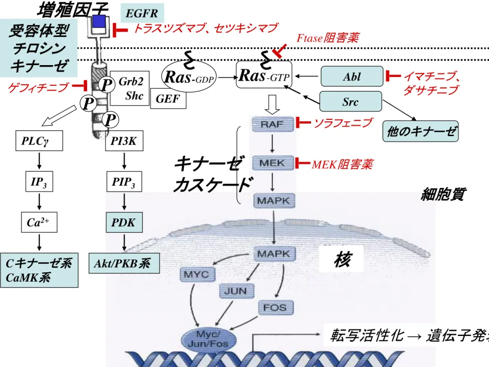 図 2-15   キナーゼ系と分子標的治療薬 Grb2  Shc  GEF P EGFR 増殖因子ゲフィチニブ P  P  Ras - GDP  トラスツズマブ、セツキシマブ 転写活性化  →  遺伝子発現Abl 核キナーゼカスケードイマチニブ、ダサチニブソラフェニブFtase阻害薬MEK阻害薬Src 他のキナーゼPLCγ IP3 Ca2+Cキナーゼ系CaMK系PI3K PIP3 PDK Akt/PKB系細胞質受容体型チロシンキナーゼRas-GTP 