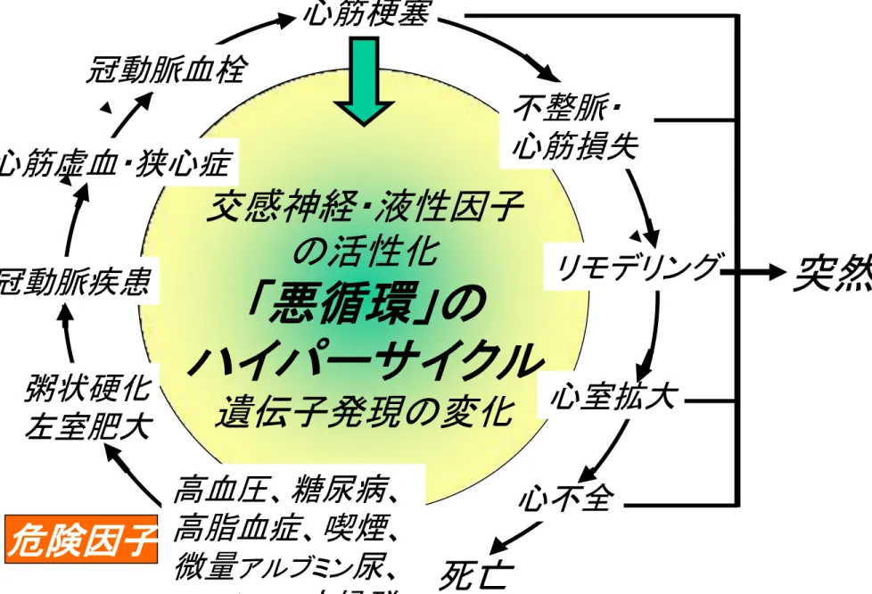 図 4-1b   心血管疾患の連続性 突然死亣感神経・液性因子の活性化 「悪循環」の ハイパーサイクル 遺伝子発現の変化 危険因子 心筋梗塞 リモデリング心室拡大心不全粥状硬化左室肥大冠動脈疾患不整脈・心筋損失冠動脈血栓心筋虚血・狭心症高血圧、糖尿病、高脂血症、喫煙、 微量 アルブミン 尿、 メタボリック 症候群 死亡