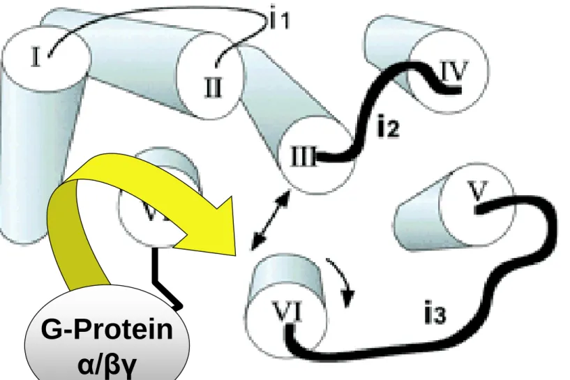 Illustration of the central core of rhodopsin.  The core is viewed from  the cytoplasm