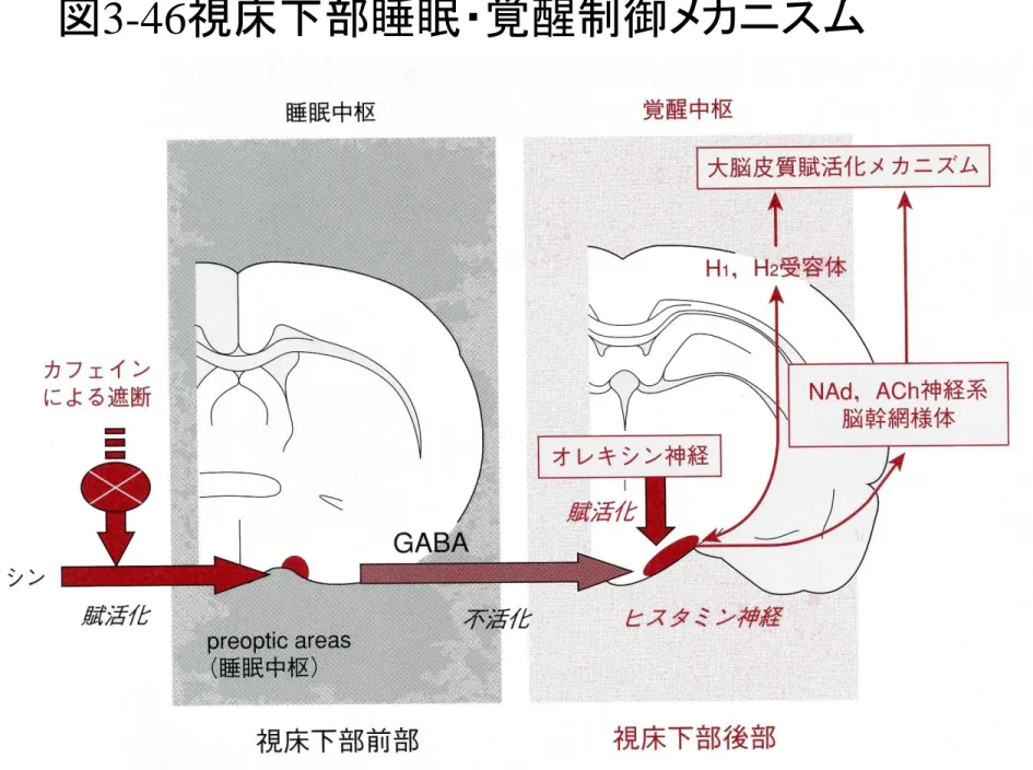 図 3-46 視床下部睡眠・覚醒制御メカニスム