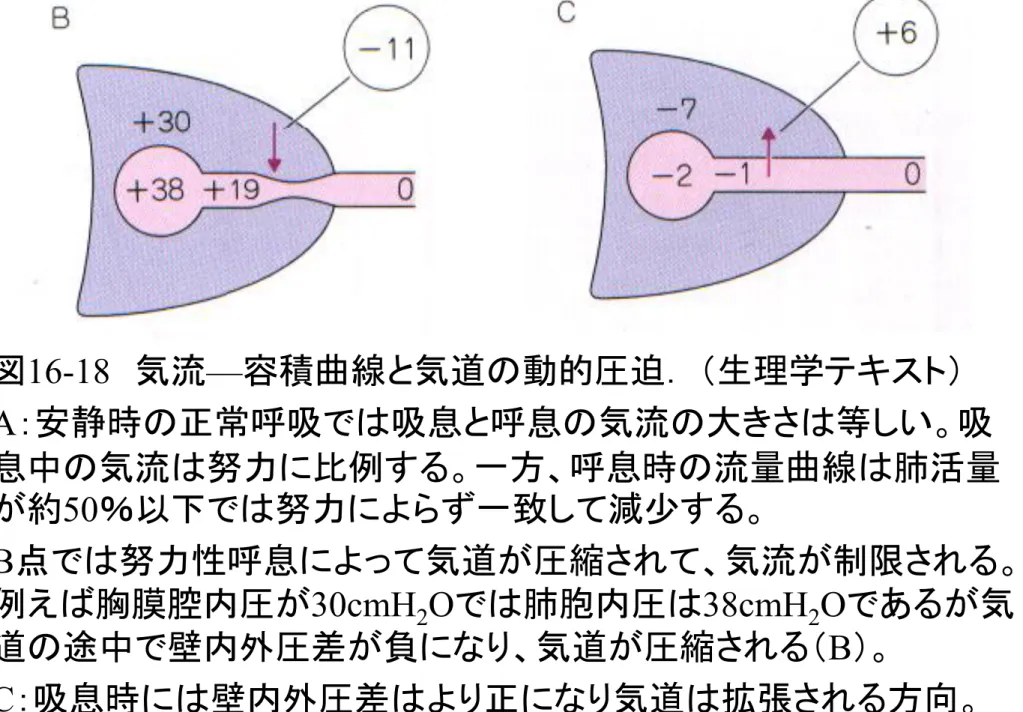 図 16-18   気流 — 容積曲線と気道の動的圧迫． （生理学テキスト） A ：安静時の正常呼吸では吸息と呼息の気流の大きさは等しい。吸 息中の気流は努力に比例する。一方、呼息時の流量曲線は肺活量 が約 50 ％以下では努力によらず一致して減尐する。 B 点では努力性呼息によって気道が圧縮されて、気流が制限される。 例えば胸膜腔内圧が 30cmH 2 O では肺胞内圧は 38cmH 2 O であるが気 道の途中で壁内外圧差が負になり、気道が圧縮される（ B ）。 C ：吸息時には壁内外圧差はより正になり